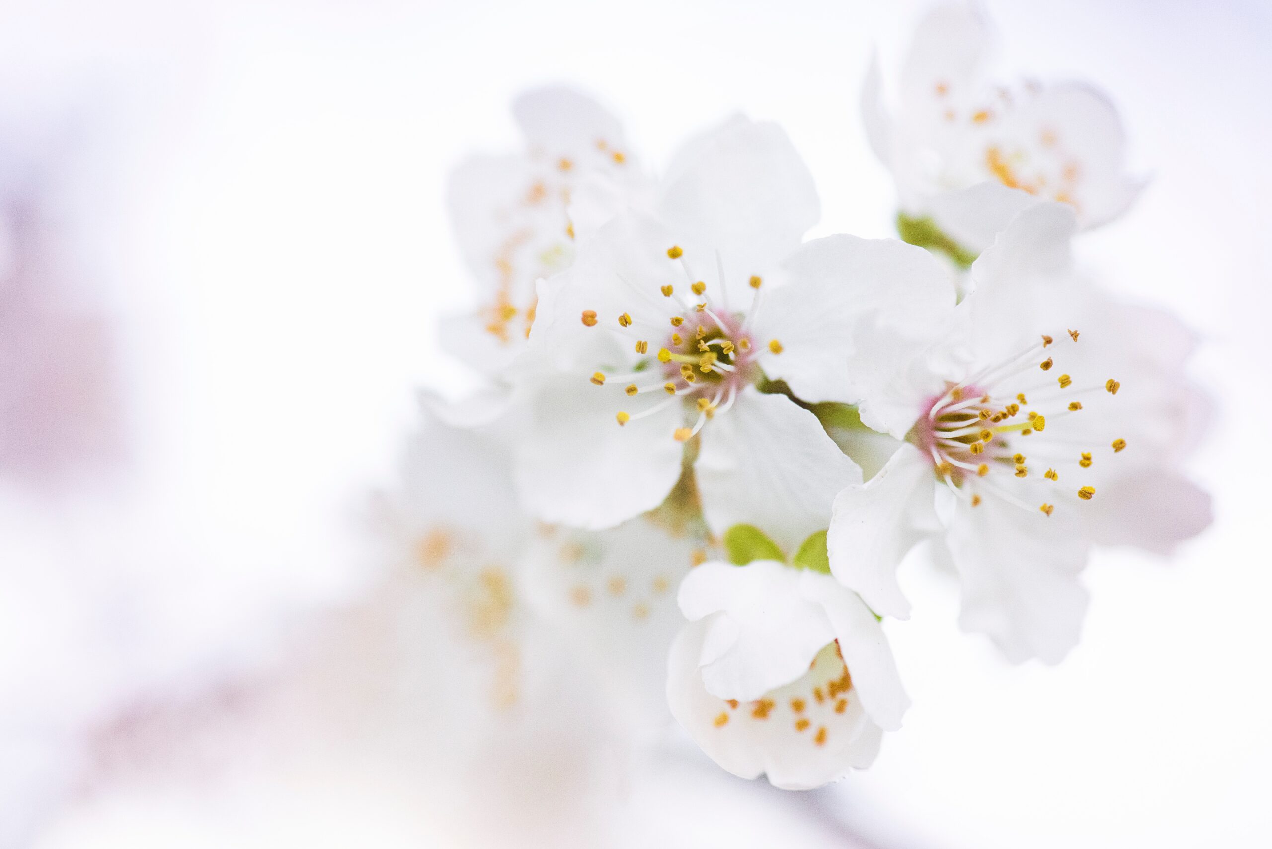 japanese funeral tradition