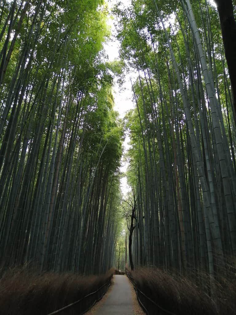 bamboo grove