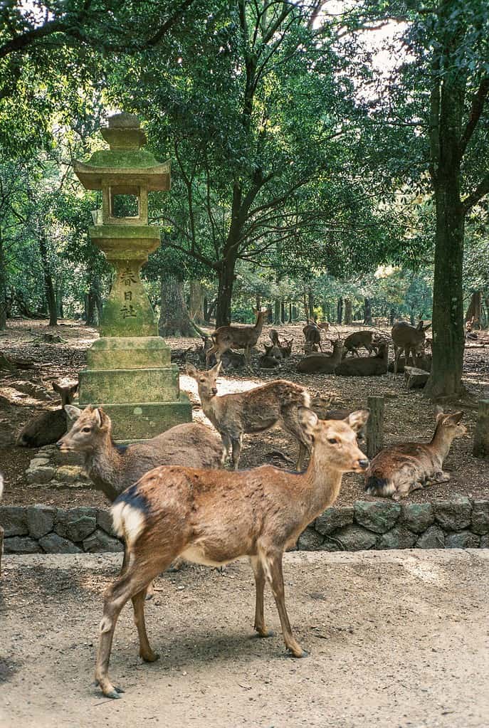 Nara Park