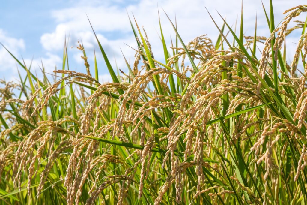 types of japanese rice