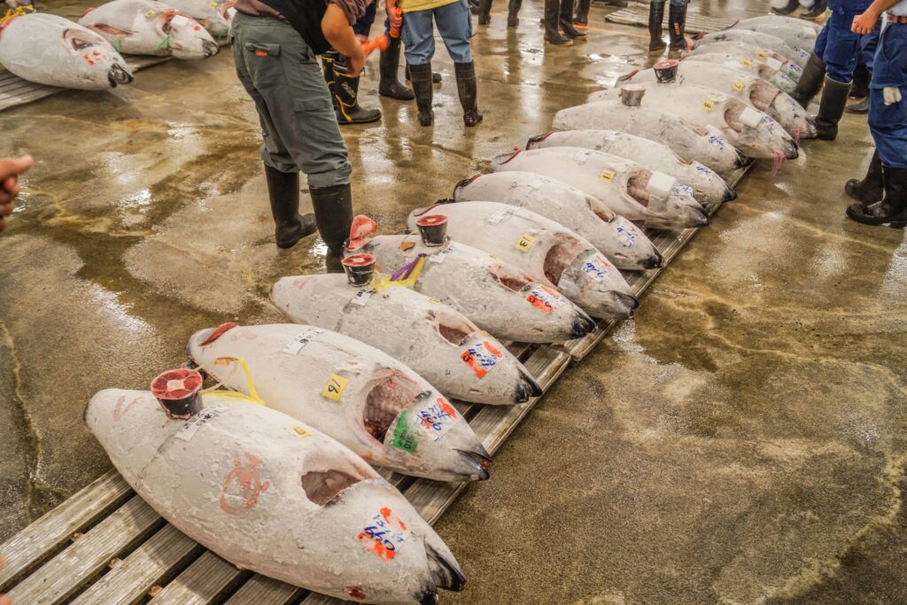tsukiji fish market