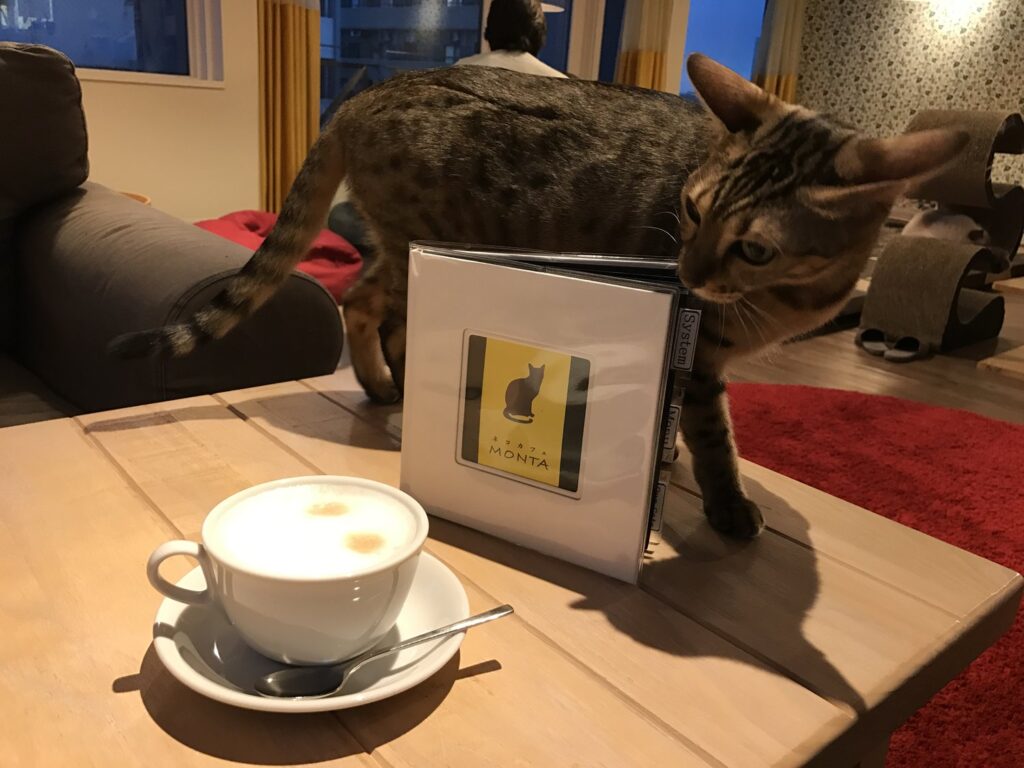 cat cafe unique things to do in tokyo