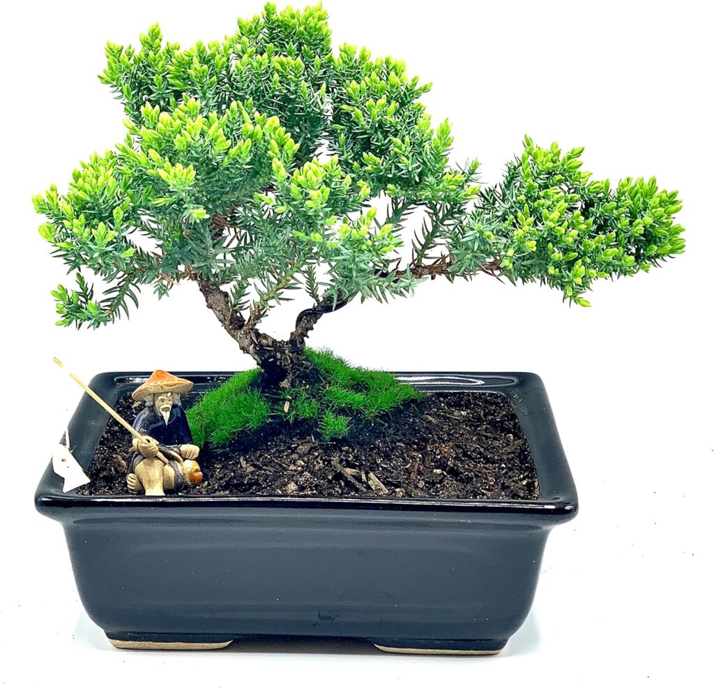 Juniper