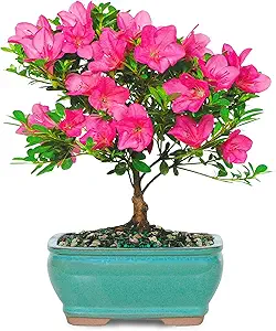 azalea bonsai tree