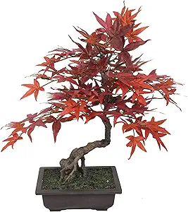 maple bonsai tree