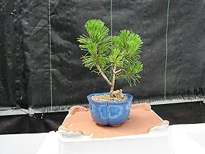 pine bonsai tree